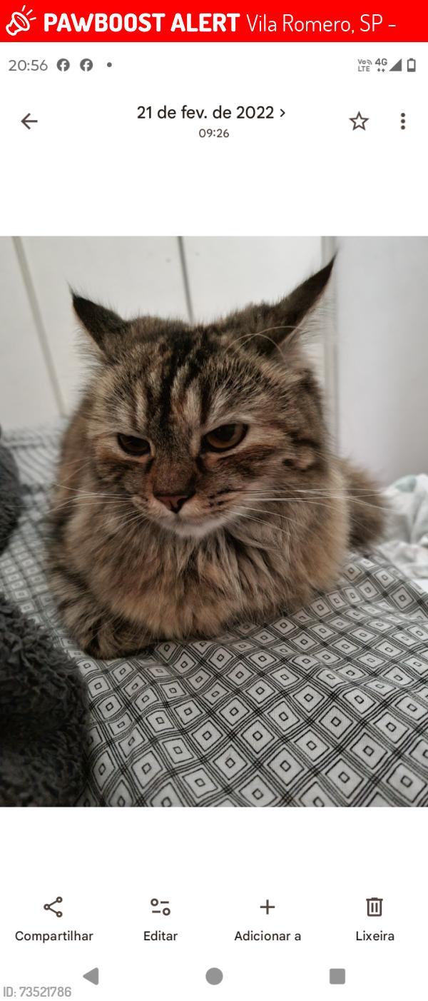 Lost Female Cat last seen Rua Padre Francisco João de Azevedo, Vila Romero, SP 02469-050