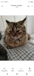 Lost Female Cat last seen Rua Padre Francisco João de Azevedo, Vila Romero, SP 02469-050