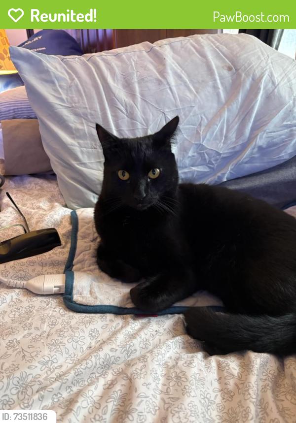 Reunited Male Cat last seen 17th cedar, Tacoma, WA 98465