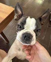 Reunited Female Dog last seen Thomas and 46th street, Phoenix, AZ 85008
