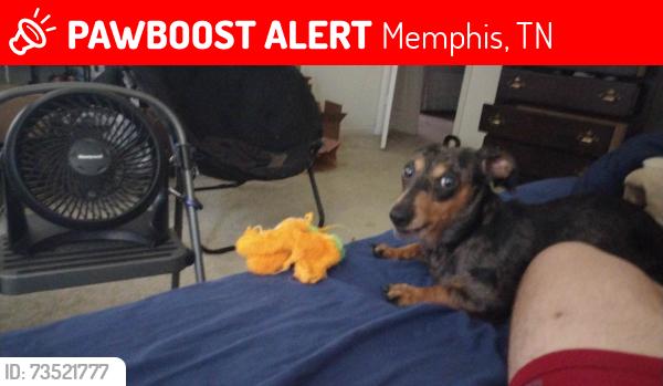 Lost Male Dog last seen St. Louis Catholic Church when the police picked me up., Memphis, TN 38117