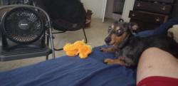 Lost Male Dog last seen St. Louis Catholic Church when the police picked me up., Memphis, TN 38117