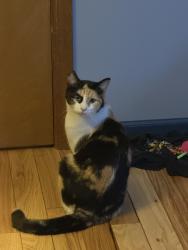 Lost Female Cat last seen Manitou Marine, Post office., Lake Leelanau, MI 49653