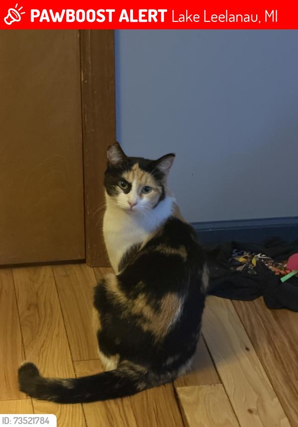 Lost Female Cat last seen Manitou Marine, Post office., Lake Leelanau, MI 49653