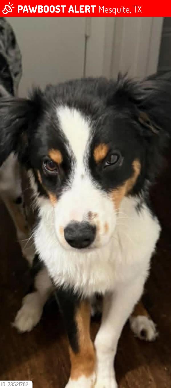 Lost Male Dog last seen Uvalde St. and Brazoria Dr (By Kimbell Elementary), Mesquite, TX 75150