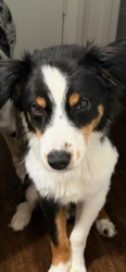 Lost Male Dog last seen Uvalde St. and Brazoria Dr (By Kimbell Elementary), Mesquite, TX 75150