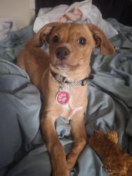 Lost Male Dog last seen Rivera Smog Check, Lake Elsinore, CA 92530
