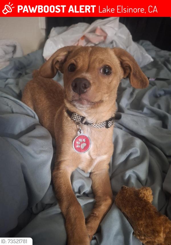Lost Male Dog last seen Rivera Smog Check, Lake Elsinore, CA 92530