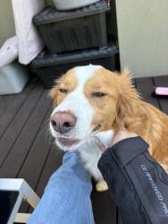 Reunited Male Dog last seen Near First Avenue, Dandenong North, Victoria, Dandenong North, VIC 3175