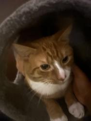 Lost Male Cat last seen Sand castle retirement home, Attleboro, MA 02703