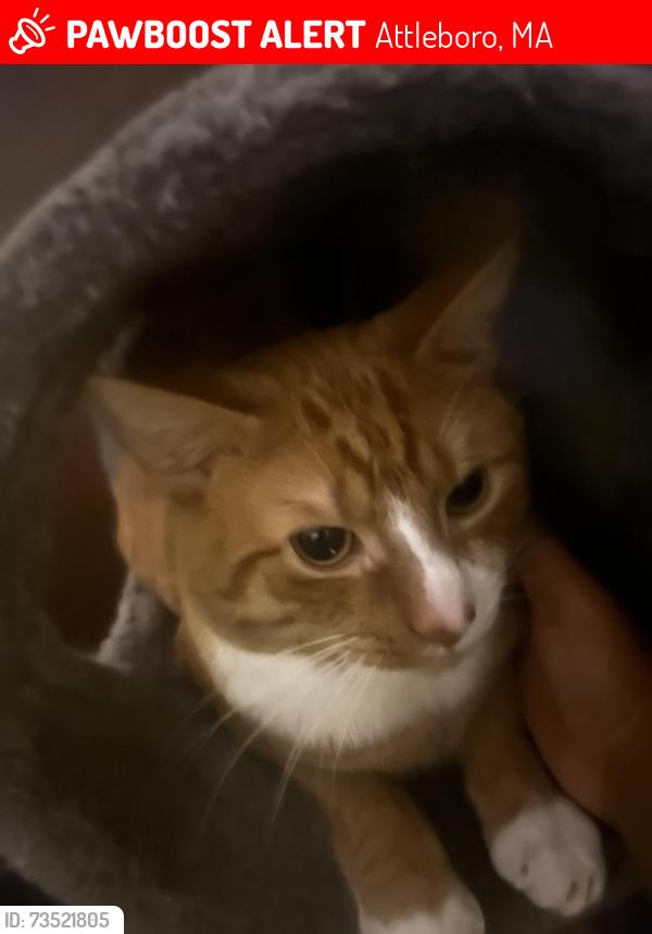 Lost Male Cat last seen Sand castle retirement home, Attleboro, MA 02703