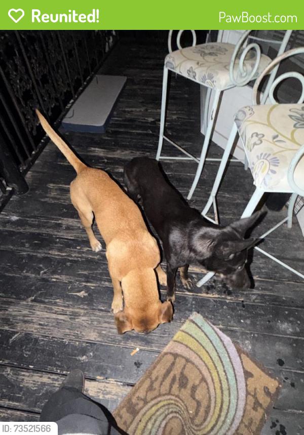 Reunited Male Dog last seen Austin St, Houston, TX, USA, Houston, TX 77002