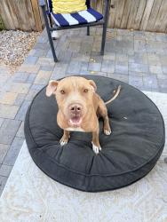 Found/Stray Male Dog last seen University and Gibson, Albuquerque, NM 87106