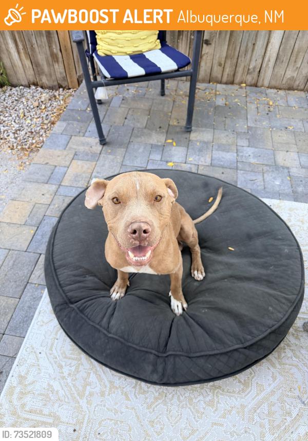 Found/Stray Male Dog last seen University and Gibson, Albuquerque, NM 87106