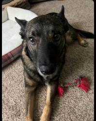 Reunited Male Dog last seen Golden gate lane, Cumming, GA 30040