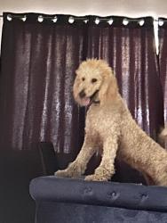 Reunited Female Dog last seen Northeast 2nd ave, Miami, FL 33137