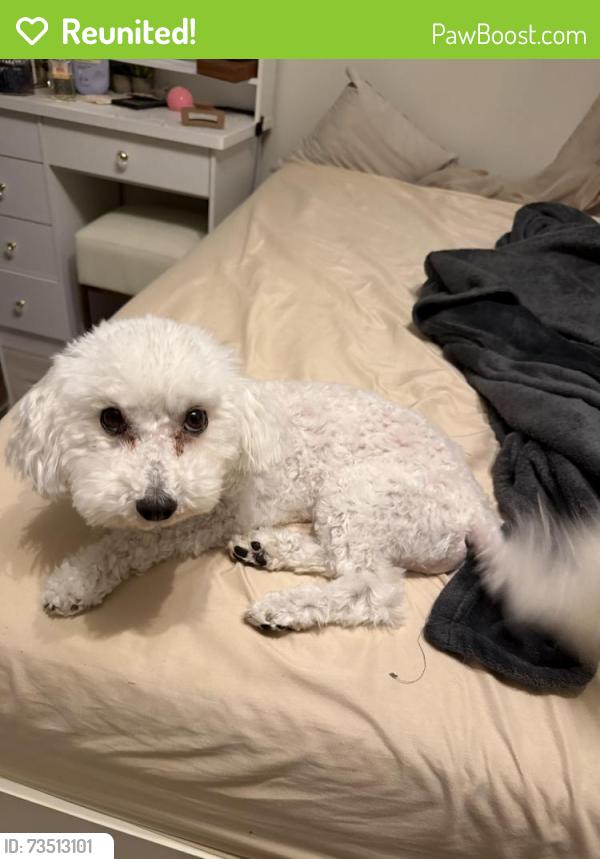 Reunited Male Dog last seen Grand plantation ln Missouri city tx 77459, Missouri City, TX 77459
