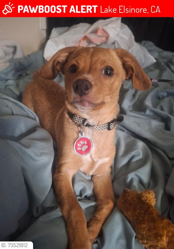 Lost Male Dog last seen Machado and lakeshore, Lake Elsinore, CA 92530