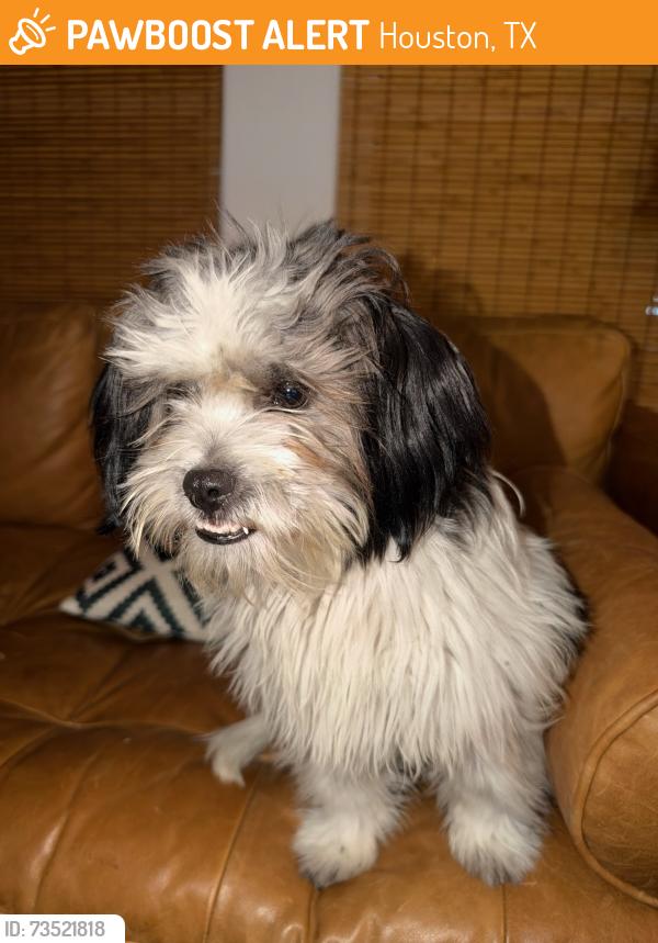 Found/Stray Unknown Dog last seen Princeton and E 26th Streeet, Heights, Houston, TX 77009