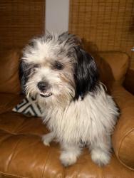 Found/Stray Unknown Dog last seen Princeton and E 26th Streeet, Heights, Houston, TX 77009