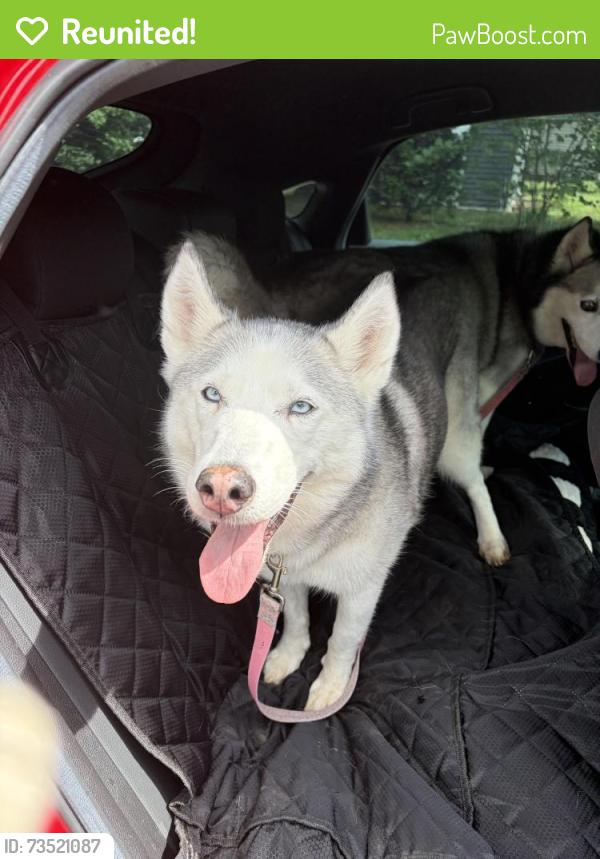 Reunited Female Dog last seen Six mile, Louisville, KY 40220