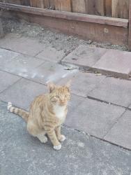 Found/Stray Male Cat last seen Hellyer elementary, San Jose, CA 95111
