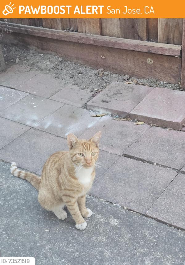Found/Stray Male Cat last seen Hellyer elementary, San Jose, CA 95111