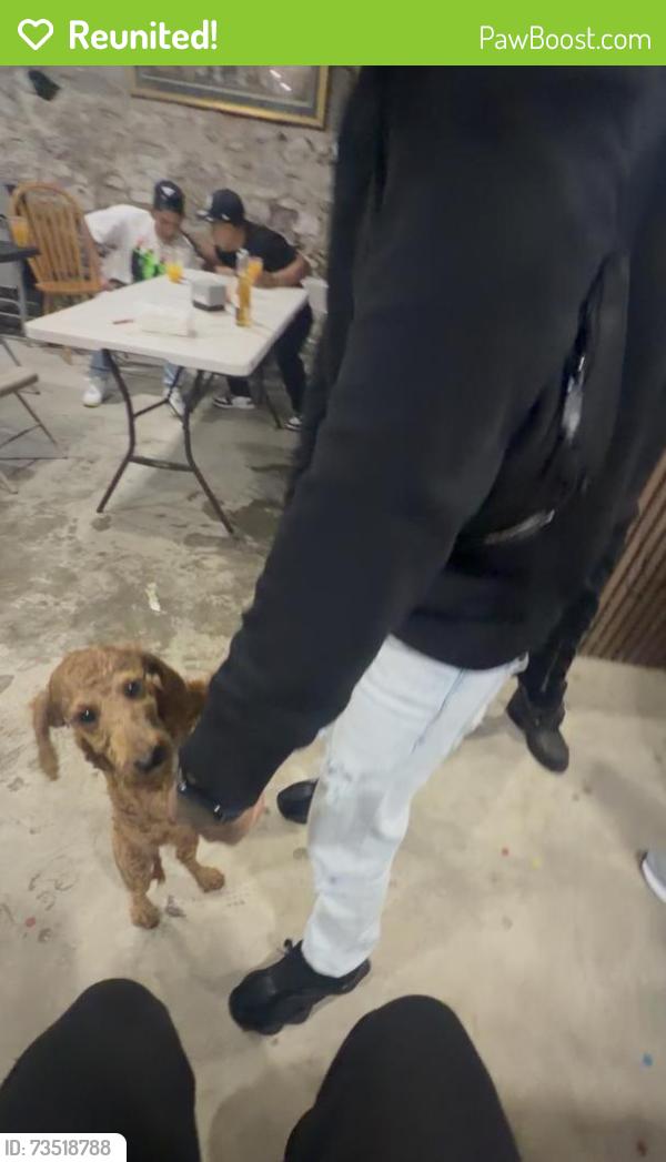 Reunited Female Dog last seen Pershing st , winnike, Poughkeepsie, NY 12601