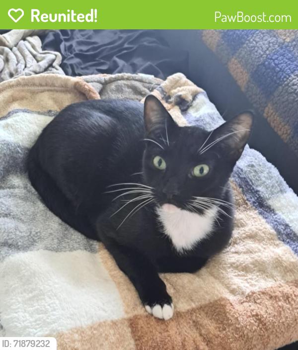 Reunited Male Cat last seen 54th Ave S and 22nd St, St. Petersburg, FL 33712