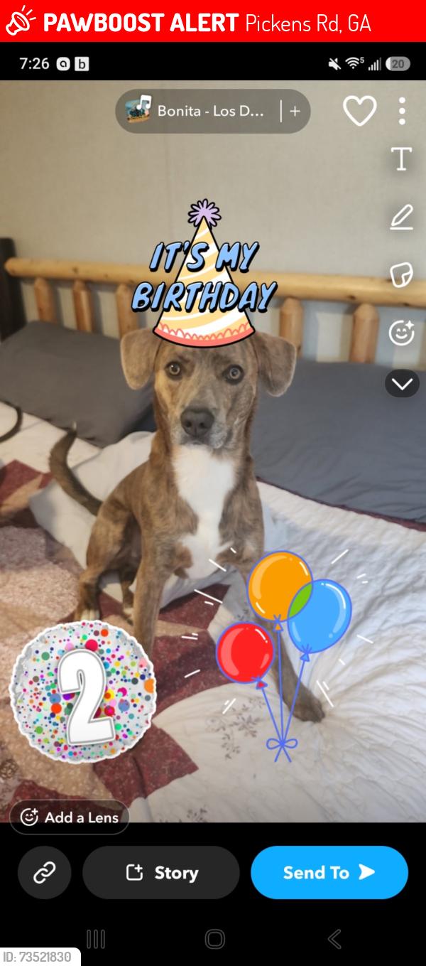 Lost Male Dog last seen Reo rd, Gordon springs rd, north creek rd, Pickens Rd, GA 30740