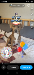 Lost Male Dog last seen Reo rd, Gordon springs rd, north creek rd, Pickens Rd, GA 30740