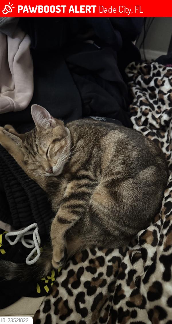 Lost Female Cat last seen Foxvale farm, Dade City, FL 33523
