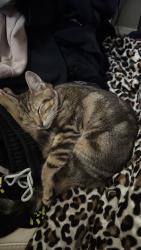Lost Female Cat last seen Foxvale farm, Dade City, FL 33523