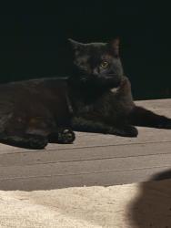 Lost Female Cat last seen Jacks creek and Crawly Lane, Lexington, KY 40515