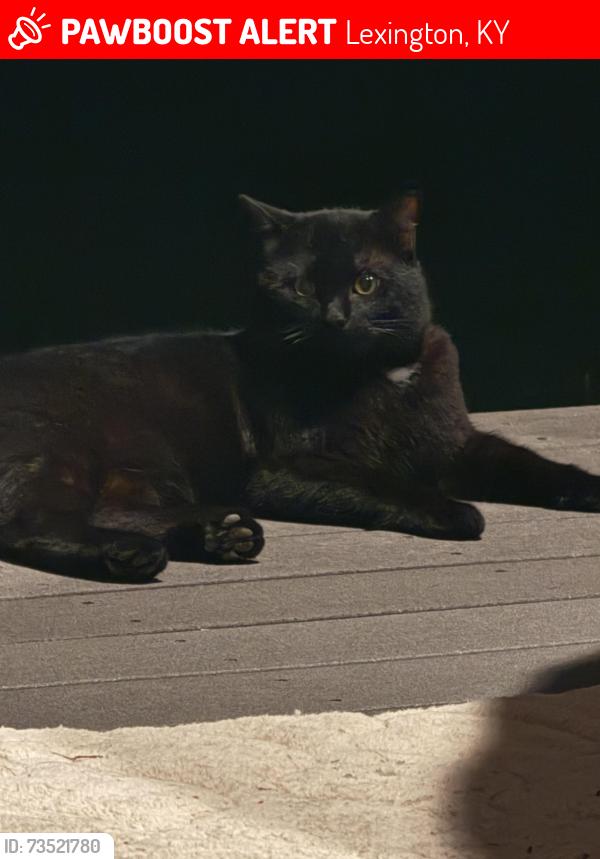 Lost Female Cat last seen Jacks creek and Crawly Lane, Lexington, KY 40515