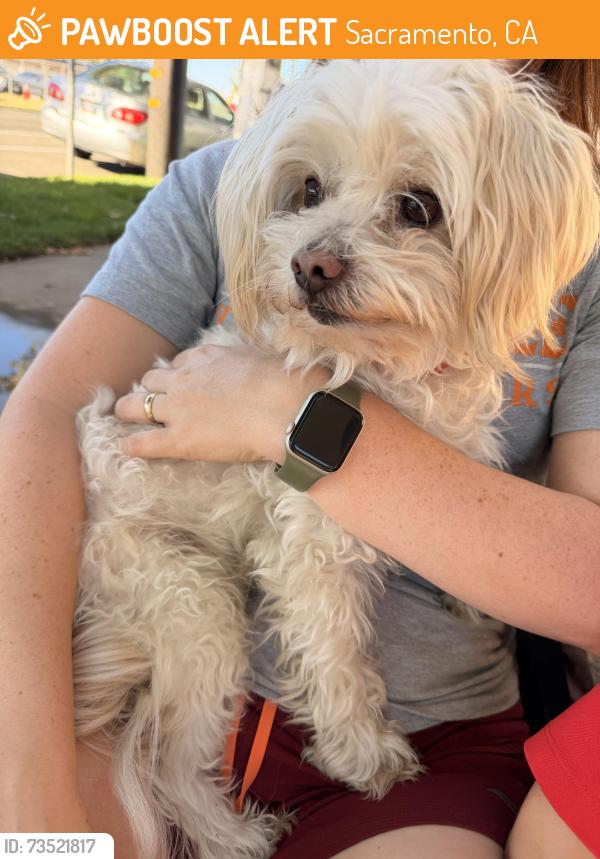 Found/Stray Male Dog last seen Folsom Blvd and 52nd Street, Sacramento, CA 95818