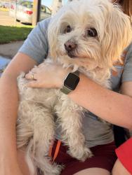 Found/Stray Male Dog last seen Folsom Blvd and 52nd Street, Sacramento, CA 95818