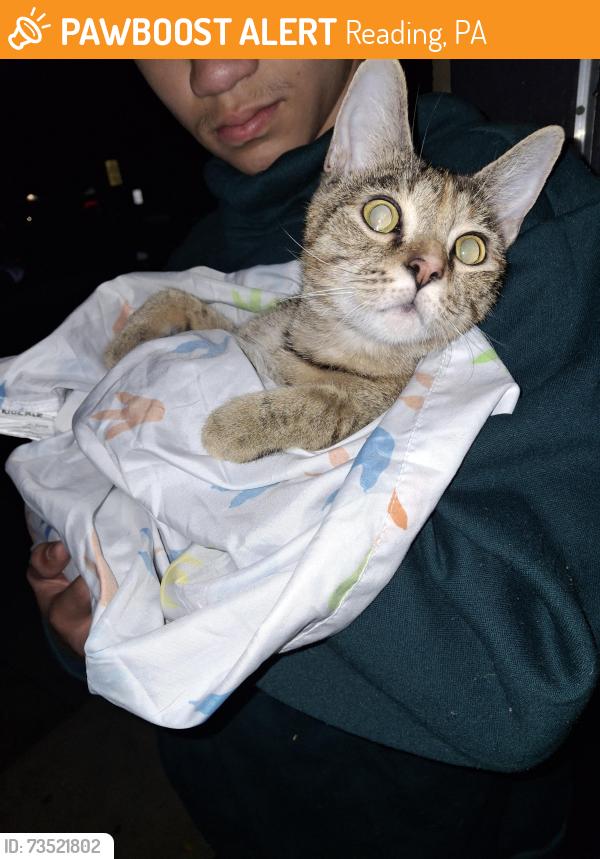 Rehomed Female Cat last seen Near Avenue c 19601, Reading, PA 19601