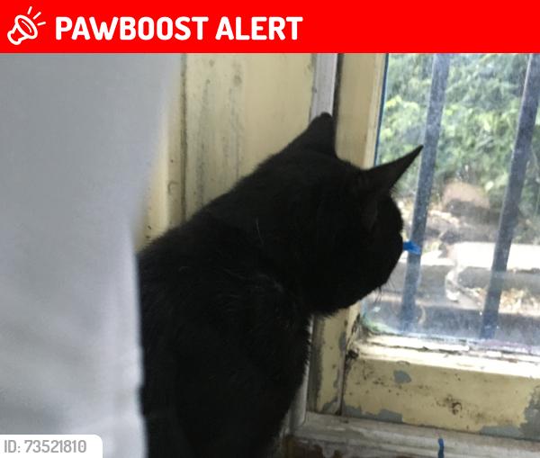 Lost Male Cat last seen Prince of wales rd, Greater London, England NW5 3LG