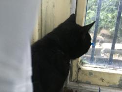 Lost Male Cat last seen Prince of wales rd, Greater London, England NW5 3LG
