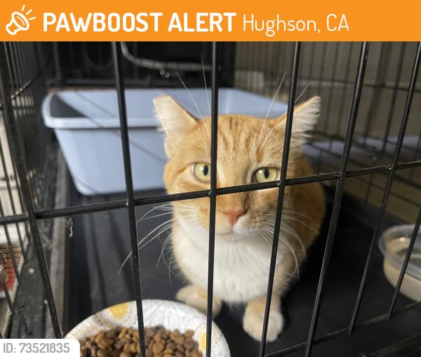Found/Stray Unknown Cat last seen Hughson park, Hughson, CA 95326