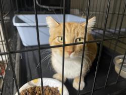 Found/Stray Unknown Cat last seen Hughson park, Hughson, CA 95326
