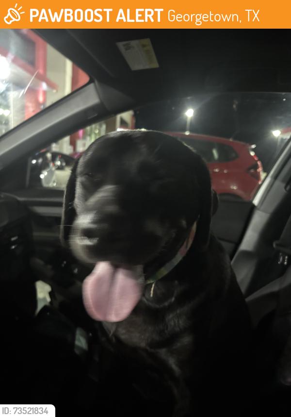 Found/Stray Unknown Dog last seen Williams drive, Georgetown, TX 78628