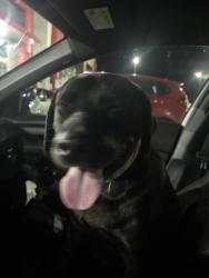 Found/Stray Unknown Dog last seen Williams drive, Georgetown, TX 78628