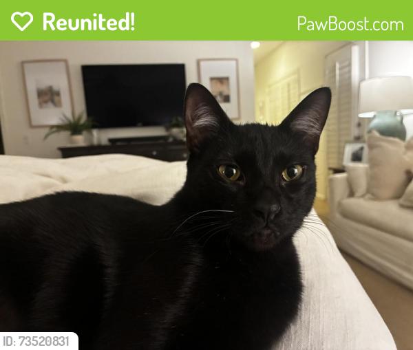 Reunited Male Cat last seen Tatum & Shea, Paradise Valley, AZ 85253