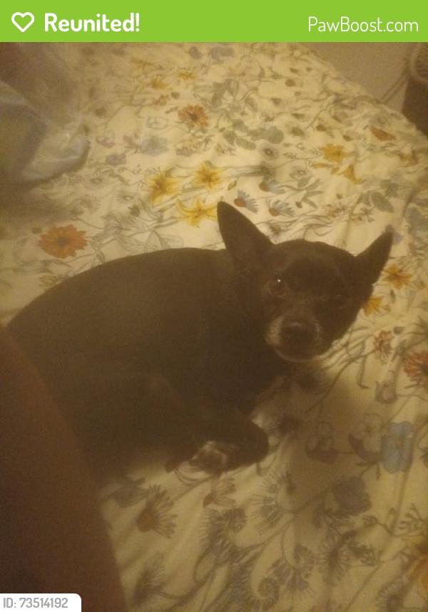 Reunited Male Dog last seen Near south dale ave, Panama City, FL 32405