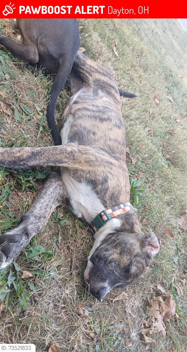 Lost Female Dog last seen Norman, Dayton, OH 45405