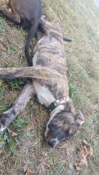 Lost Female Dog last seen Norman, Dayton, OH 45405