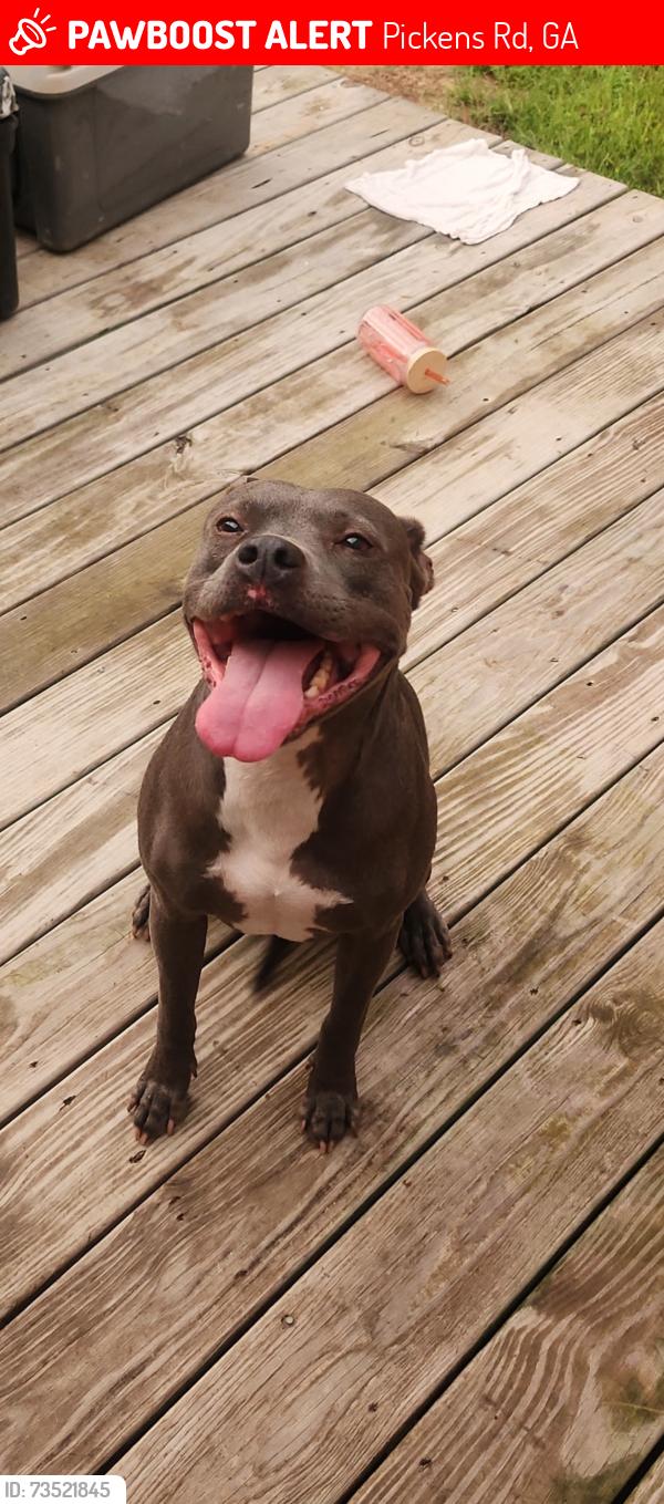 Lost Female Dog last seen Reo rd, Gordon springs rd, north creek rd, Pickens Rd, GA 30740