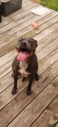 Lost Female Dog last seen Reo rd, Gordon springs rd, north creek rd, Pickens Rd, GA 30740